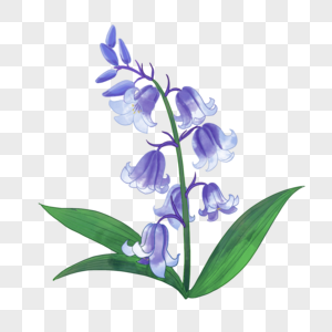 紫色蓝铃花婚礼水彩植物花卉图片
