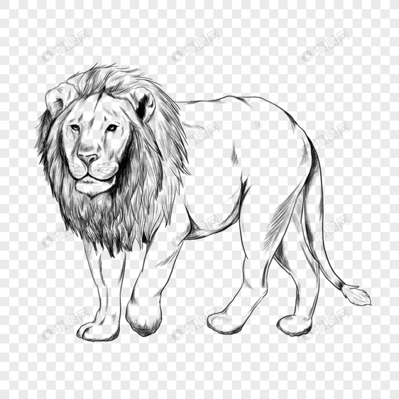 狮子全身素描线条艺术图片