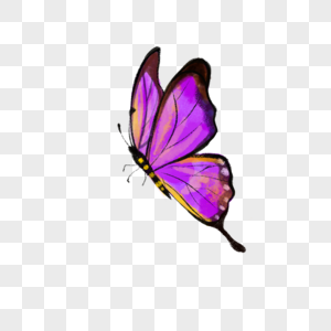 水彩紫色蝴蝶飞舞昆虫图片