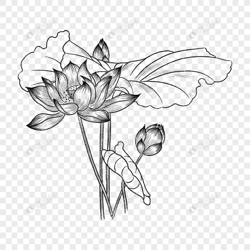 素描风格绽放的荷花和花苞