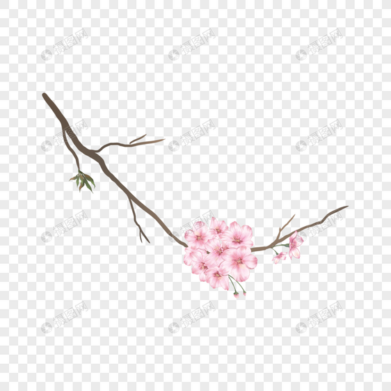 水彩粉色樱花树枝花朵图片