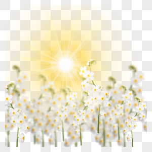 阳光照射下的花朵图片