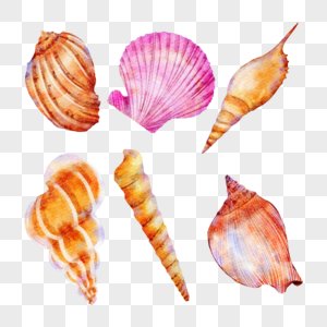 海洋贝壳水彩风格图片