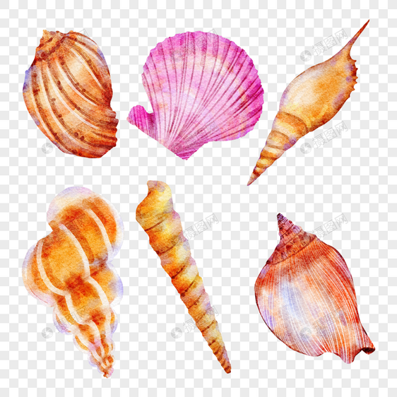 海洋贝壳水彩风格图片