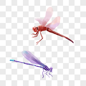 水彩蜻蜓昆虫飞行翅膀图片