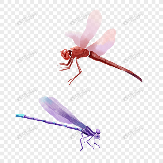 水彩蜻蜓昆虫飞行翅膀图片
