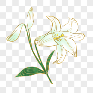 白色光效金线植物百合花图片