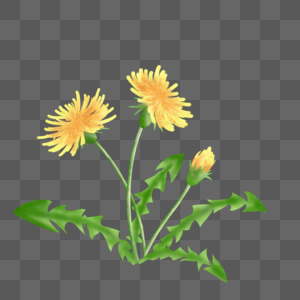 水彩风格黄色蒲公英花卉植物图片