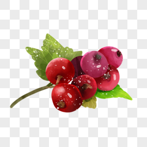 水彩食物水果山楂一串红色果实图片