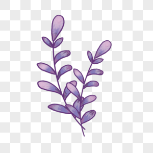 紫色叶子图片