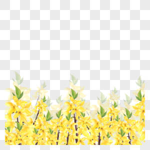 水彩黄色连翘花卉边框图片