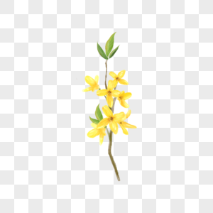 水彩花卉连翘花黄色图片