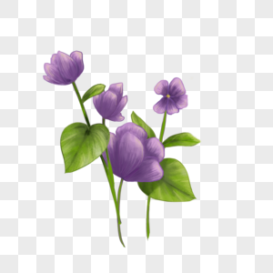 紫罗兰花朵植物插画图片