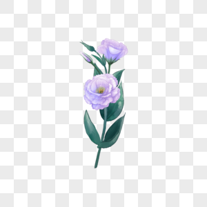 洋桔梗紫色水彩花卉高清图片