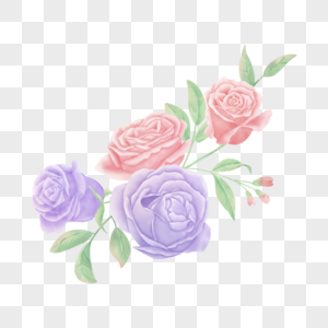 粉紫色玫瑰大朵植物花卉水彩图片