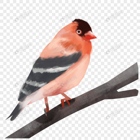 红色黑色羽毛水彩鸟类动物图片