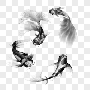 黑色白色花纹锦鲤鱼群图片