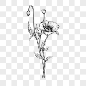 花素描植物图片