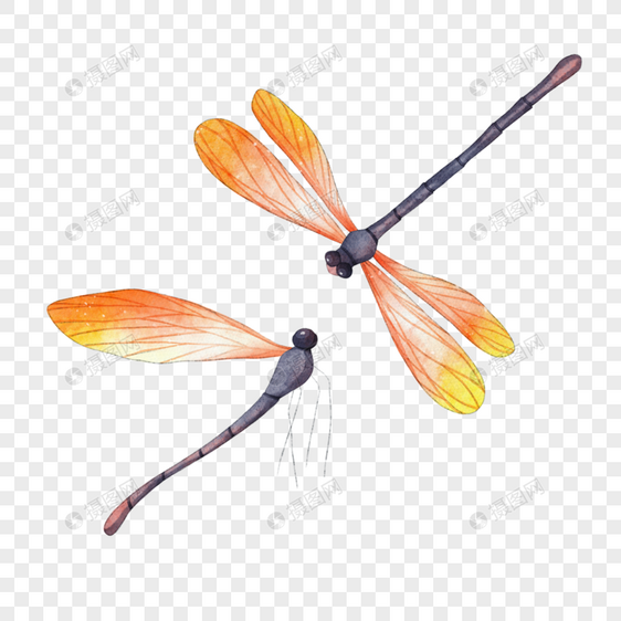 蜻蜓水彩橙色昆虫图片