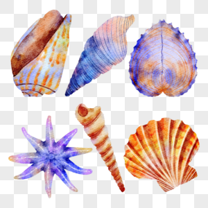 贝壳组合海洋生物水彩风格图片