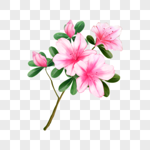 水彩花卉杜鹃花盛开粉色图片
