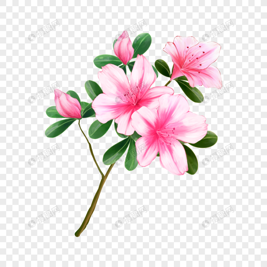 水彩花卉杜鹃花盛开粉色图片