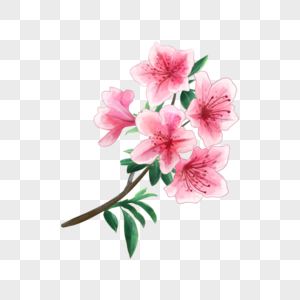 粉色水彩花卉杜鹃花花枝图片