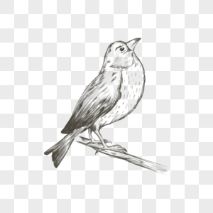 素描简约黑白鸟类动物形象图片