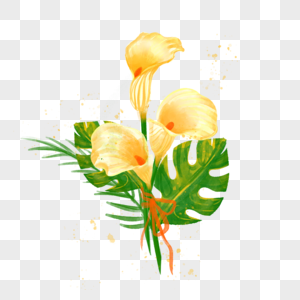 水彩黄色马蹄莲花卉植物叶子绿色图片