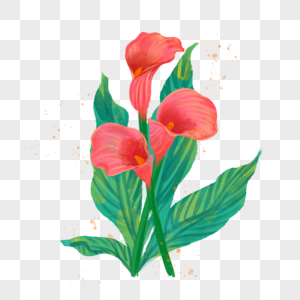 红色马蹄莲水彩花卉植物叶子绿色图片