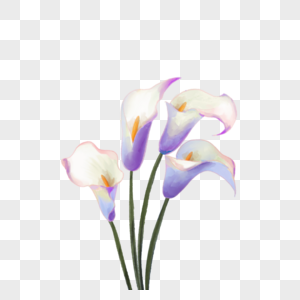 紫色水彩马蹄莲婚礼花卉图片