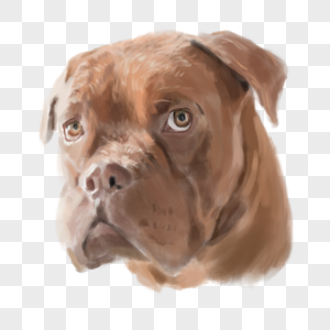 褐色波尔多犬可爱狗水彩头部高清图片