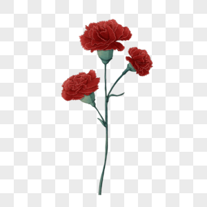 红色康乃馨花朵图片