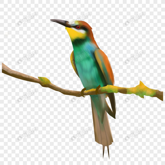 绿色荧光羽毛蜂鸟水彩鸟类动物图片