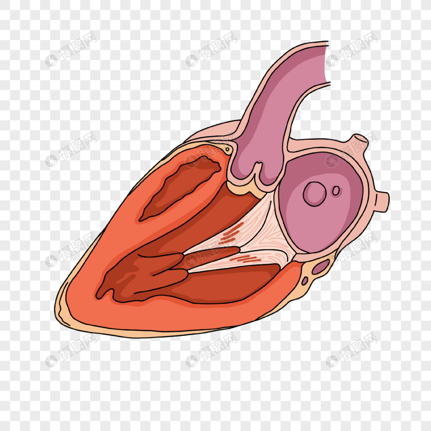 心脏病学心脏心室切面插画