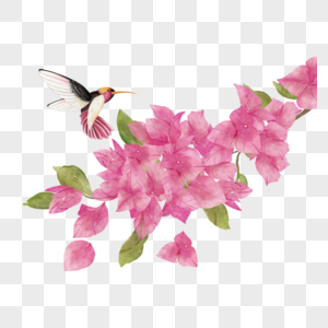 九重葛水彩粉色花卉蜂鸟高清图片