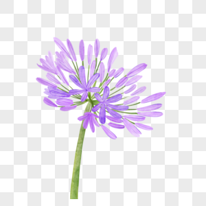 紫色小花元素 免抠素材 Png图片下载 摄图网