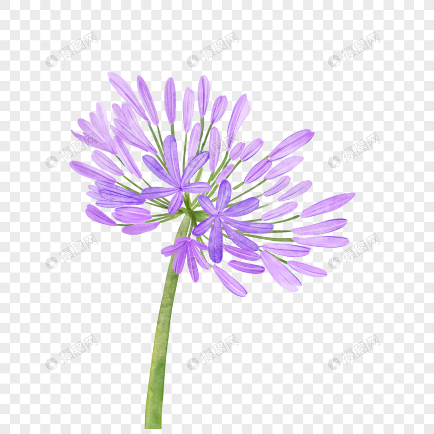 百子莲粉紫色水彩非洲花卉图片