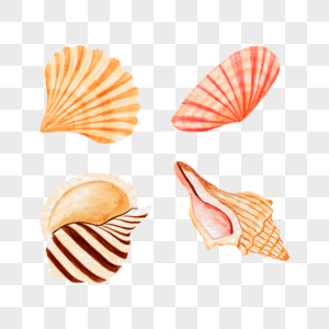 贝壳深海动物黄色图片