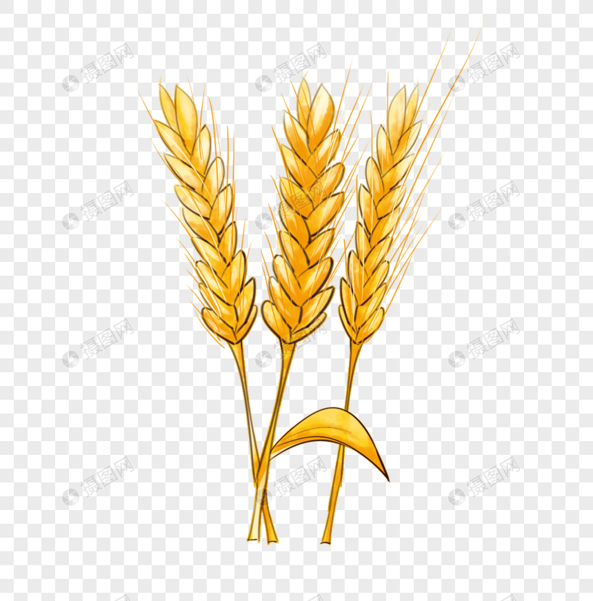 小麦农作物水彩风格图片