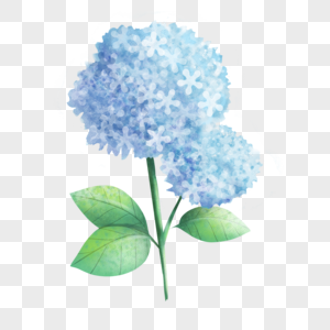 绣球花水彩纹理风格蓝色高清图片