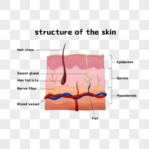 皮肤结构模型图片