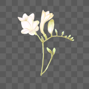 小苍兰白色水彩花卉图片