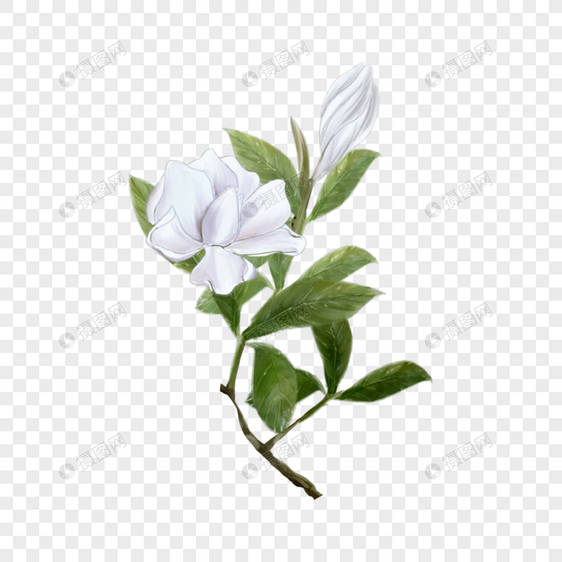 盛开的白色栀子花花枝图片