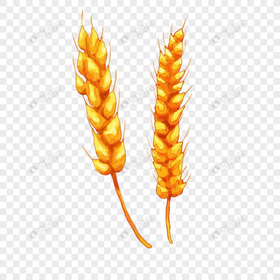 小麦子水彩图片