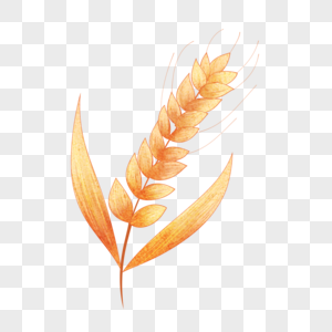水彩风格的小麦麦穗植物种子图片