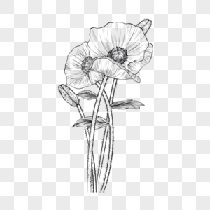 罂粟花素描元素 免抠素材 Png图片下载 摄图网