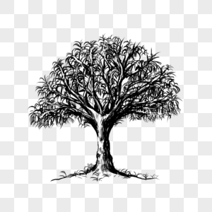 黑白铅笔素描树木图片