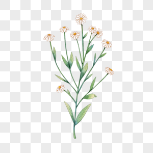 水彩风格的雏菊花束图片