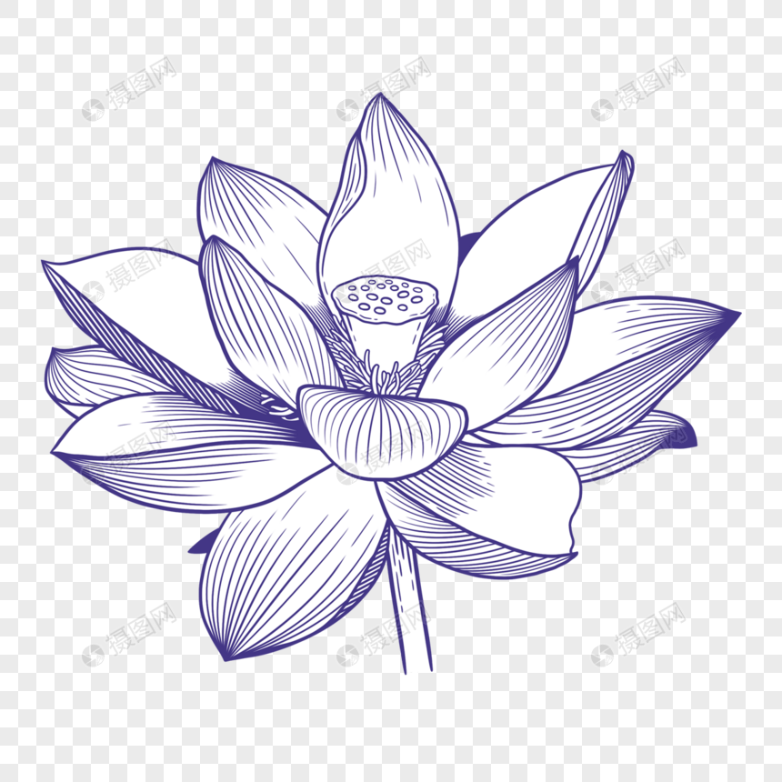 美丽莲蓬莲花版画元素素材下载 正版素材 摄图网